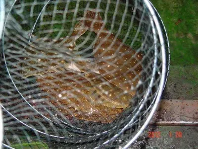 1월 29일 조황 안내!! ★ 김포바다하우스낚시터 ★