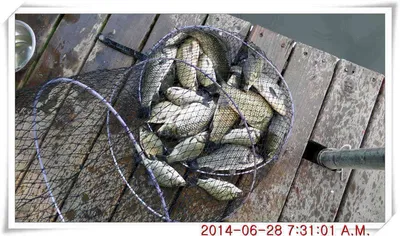 충남 아산 월선낚시터 6월 28일자 조황정보