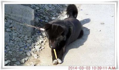 충남 아산 월선낚시터 3월 3일자 조황정보