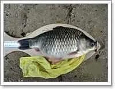 토종 42com 월척 보셔요..