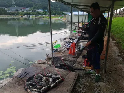 [경기도 안성] 거청낚시터 붕어조황  8월  06 일