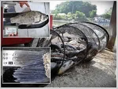 [각평지] 5월 21일(월) 밤 붕어 조황 및 4짜 올리다