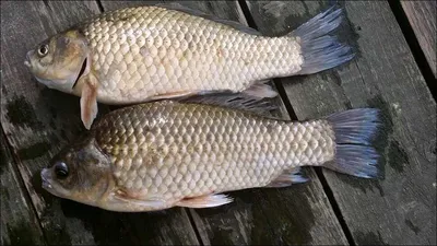 16.07.12 송전지 서울집 조황