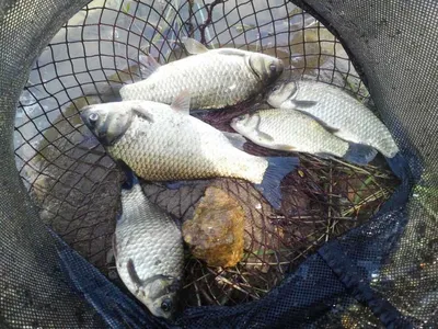 안성죽산장계지