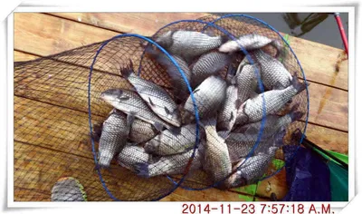 충남 아산 월선낚시터 11월 23일자 조황정보