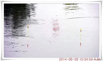 충남 아산 월선낚시터 6월 9일자 조황정보