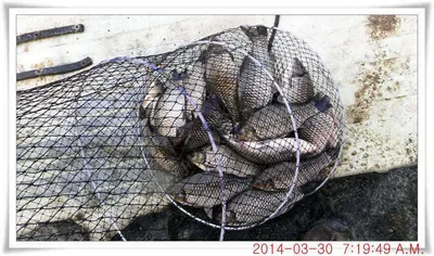 충남 아산 월선낚시터 3월 30일자 조황정보