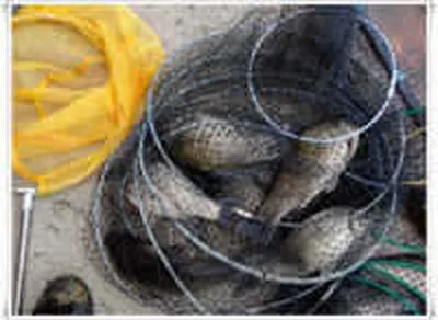 [황청지]5월13일 조황체크