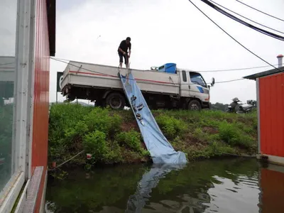 각평지 붕어 오는날