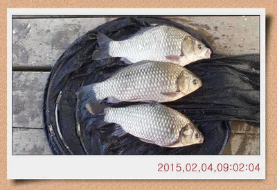 충남 아산 월선낚시터 2월 4일자 스케치