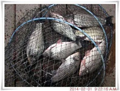 충남 아산 월선낚시터 2월 1일 조황정보