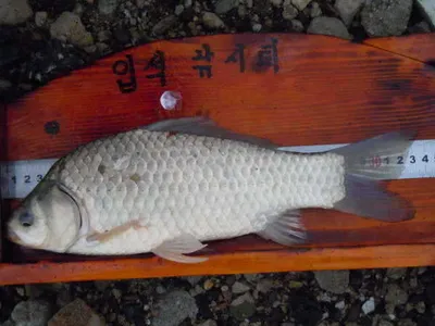 입석낚시터(토종대물댐붕어)6월25일조황입니다