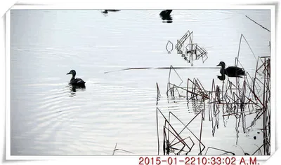 충남 아산 월선낚시터 1월 23일날 스케치