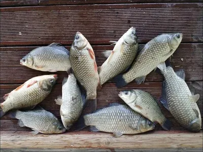 17.08.27 송전지 서울집 조황