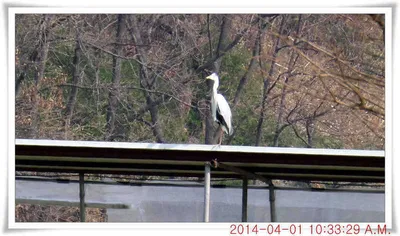 충남 아산 월선낚시터 4월 1일자 조황정보