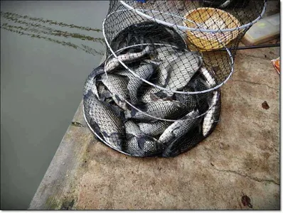 10월1일 조황정보