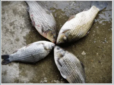 [각평지] 12월 5.6일 조황정보