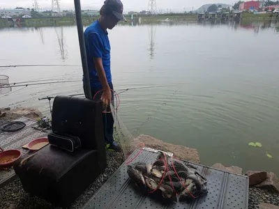 안성  거청낚시터  붕어조황  7월  15  일
