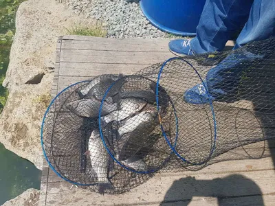 경기도  안성  거청낚시터  붕어조황  5월  04