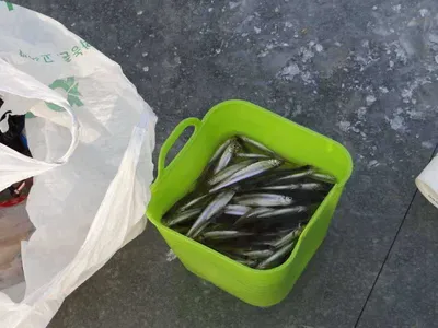 이천빙어축제[각평낚시공원]1월 14일 조황정보