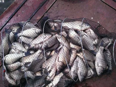 토종월척의 꿈과 희망은 영인지에서(오름수위)