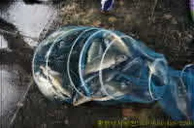 비속에서도"대박"조황입니다..