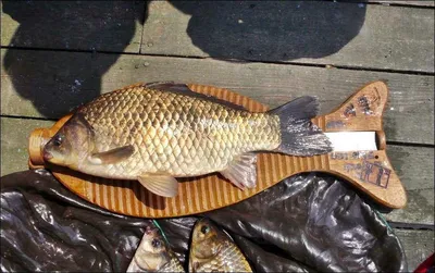 17.05.05 송전지 서울집의 대박...