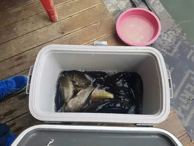 안성  거청낚시터  붕어조황  7월  12  일