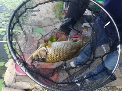 만수위의  거청낚시터 가족낚시터 붕어조황  6월  23