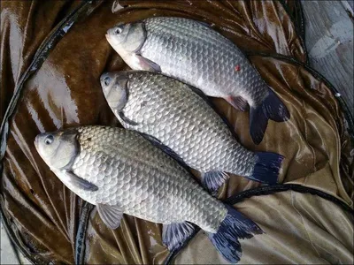 16.12.02 송전지 서울집 조황