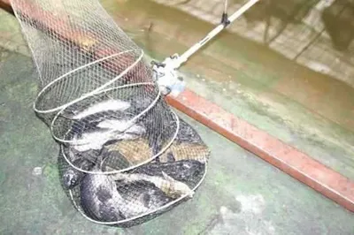 1월 10일 ~ 12일 조황 안내!! ★ 김포바다하우스낚시터 ★