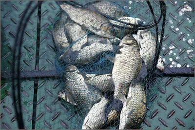 저수위에도 붕어는 계속나옵니다...