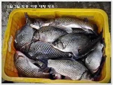 [각평지] 5월 3일(목) 토종 어자원 대량 방유