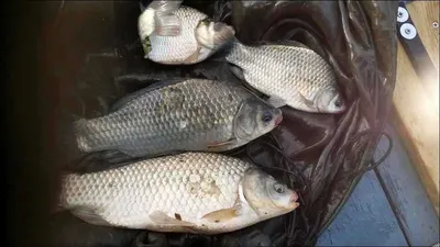 송전지 서울집 7월23일 조황 입니다...^^