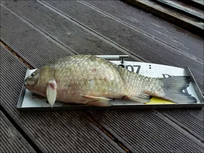 17.07.12 송전지 서울집 조황