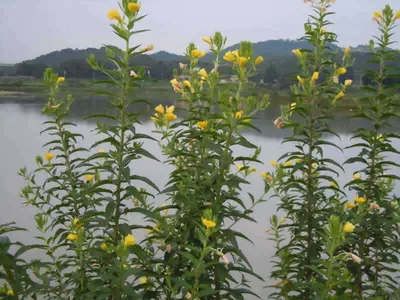 입석낚시터 [토종댐붕어] 8월2일조황