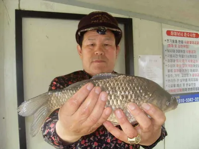 [당진 가교리지] 토종 "큰"붕어 호조황 예고...