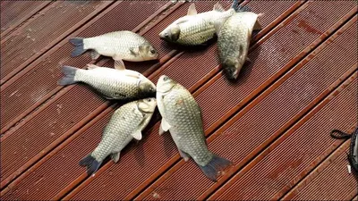 15.10.19~20송전지 서울집 조황