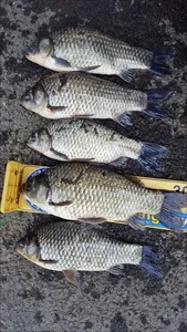 17.05.08 송전지 서울집 조황