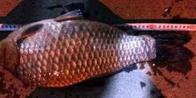 아산 명품 월랑낚시터 5월 첫쭈 연휴 조황이야기입니다...^^