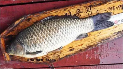 송전서울죄대19일조황안내