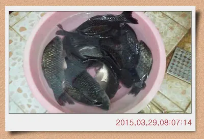 충남 아산 월선낚시터 3월 28일자 스케치