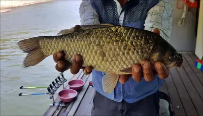17.05.23 송전지 서울집 조황