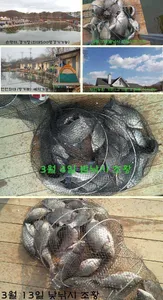 ※공주자연농원 조황정보(충청권,대전)※