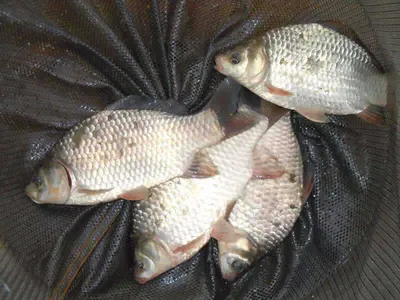 입석낚시터 [토종댐붕어] 8월2일조황