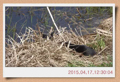 충남 아산 월선낚시터 4월 17일자 스케치