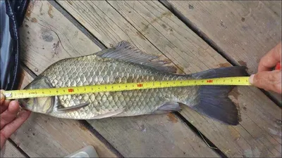 17.08.08 송전지 서울집 조황