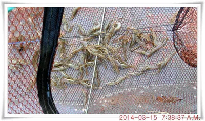 충남 아산 월선낚시터 3월 15일자 조화정보