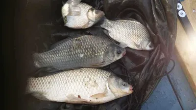 송전지 서울집 7월14일 조황