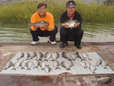 수위가 줄어들 정도로 붕어가 나옵니다...^^